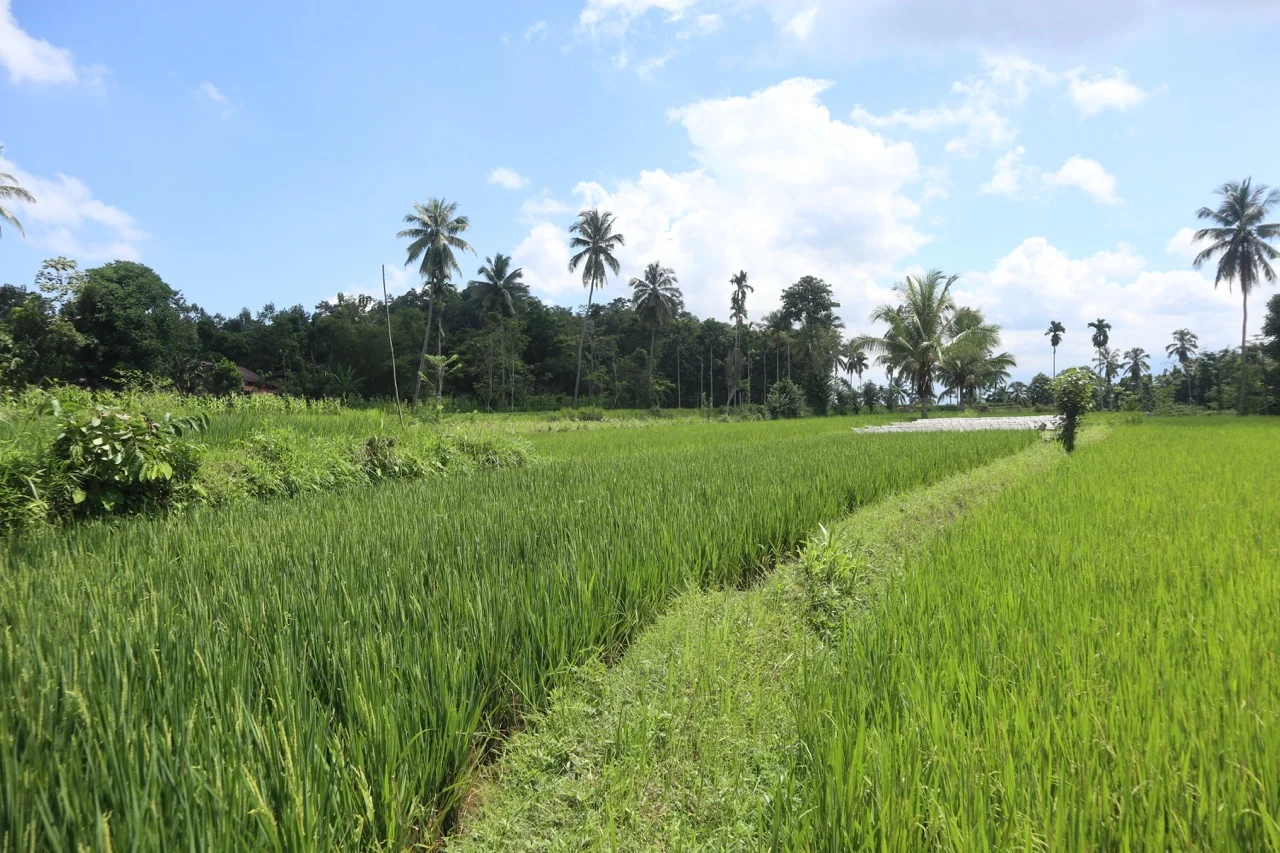 Persawahan